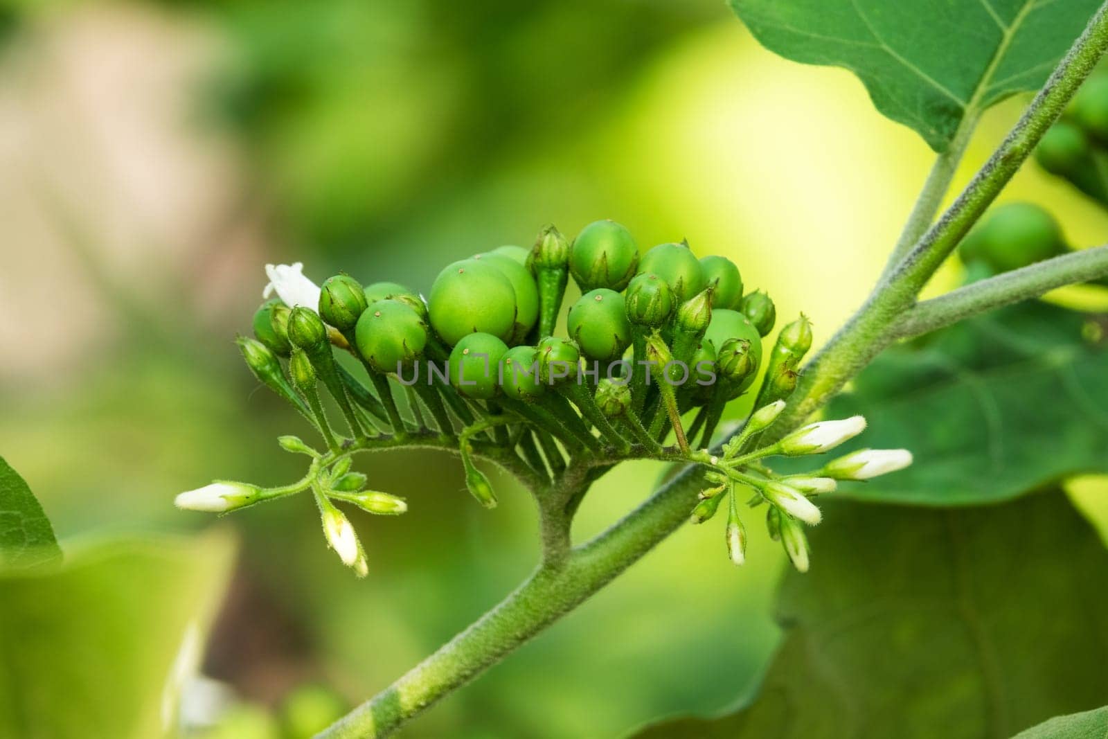 Poka bush,close-up of berries in nature