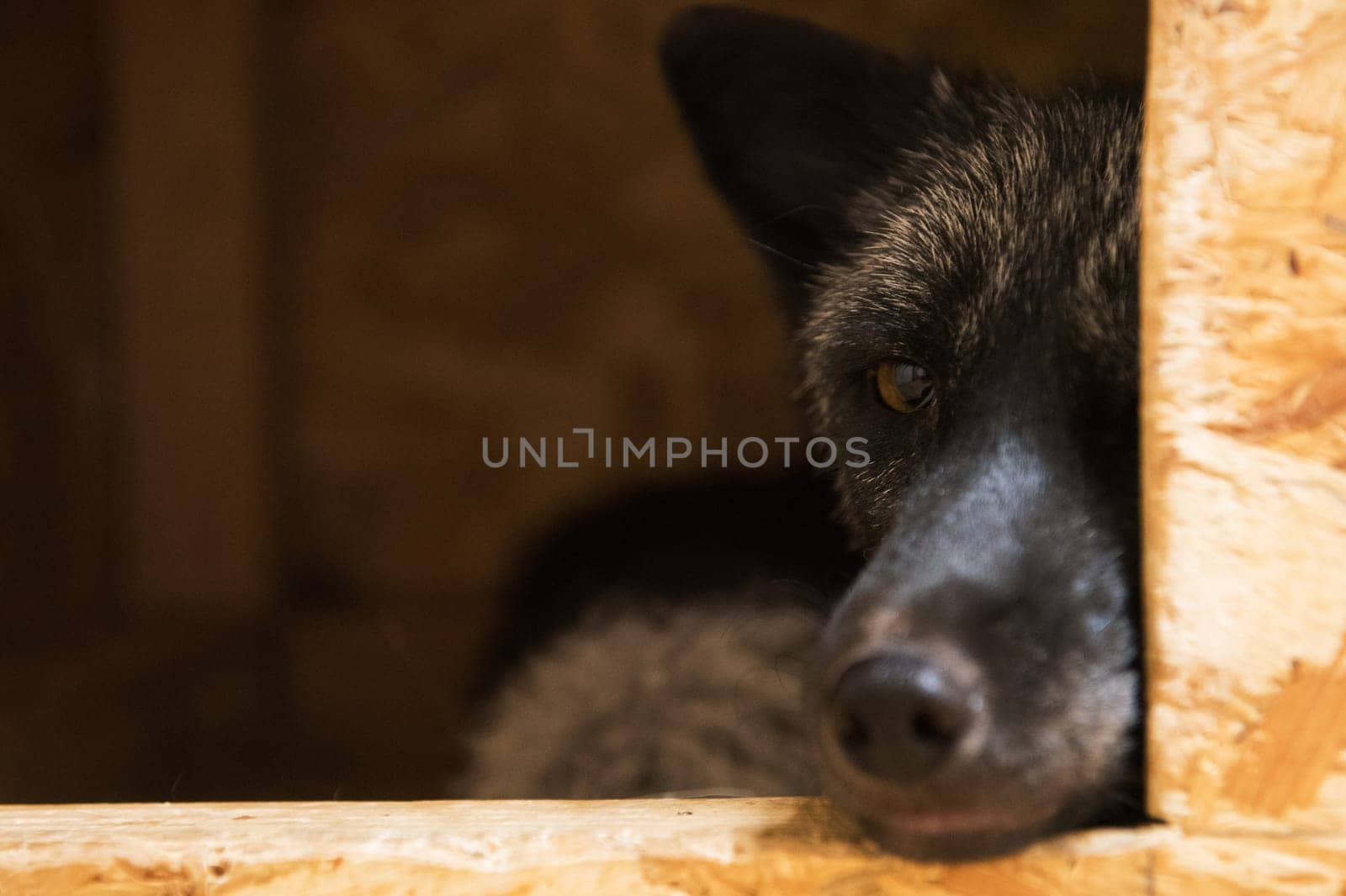 Beautiful black fox closeup portrait