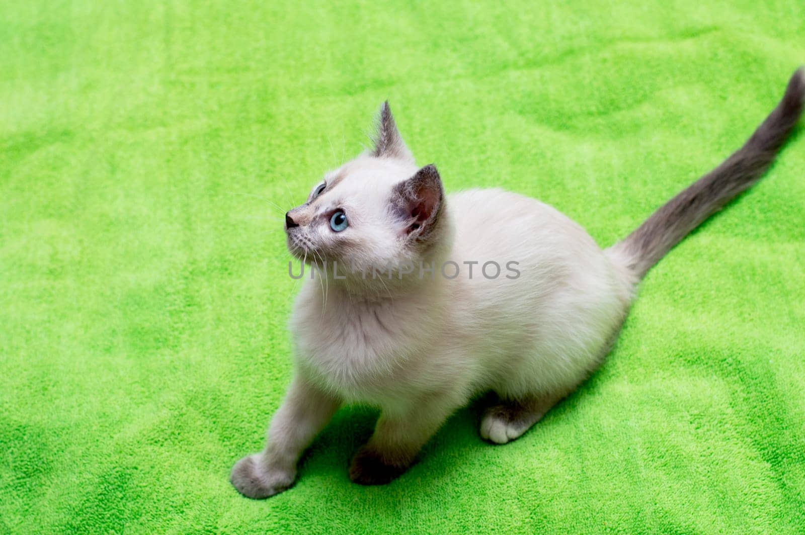 the white kitten with blue eyes has sat down, a subject kittens