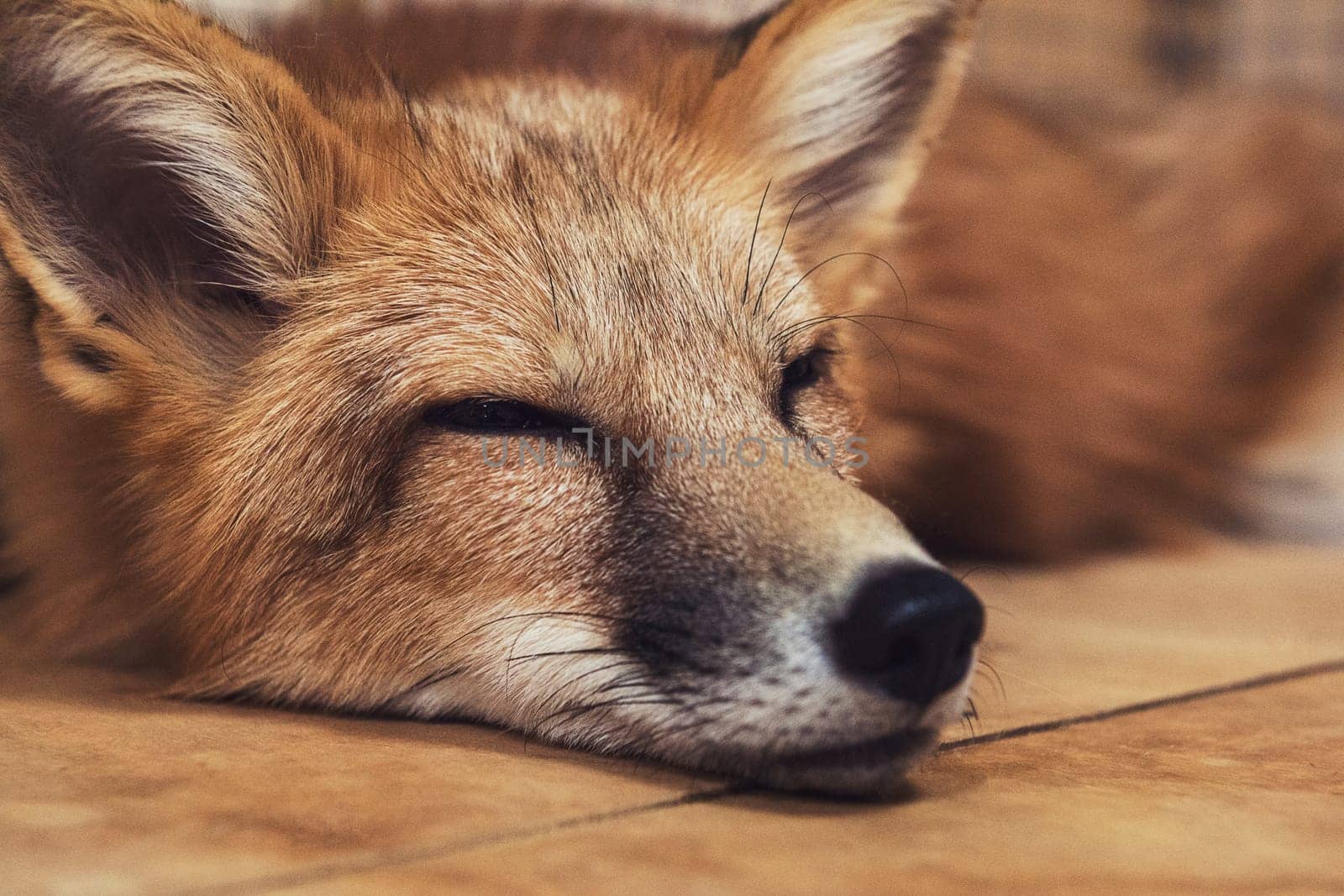 Beautiful red fox closeup portrait