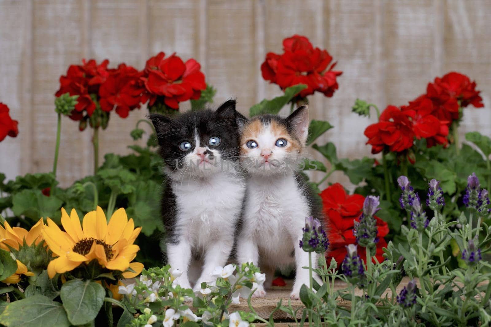 Adorable 3 week old Baby Kittens in a Garden Setting