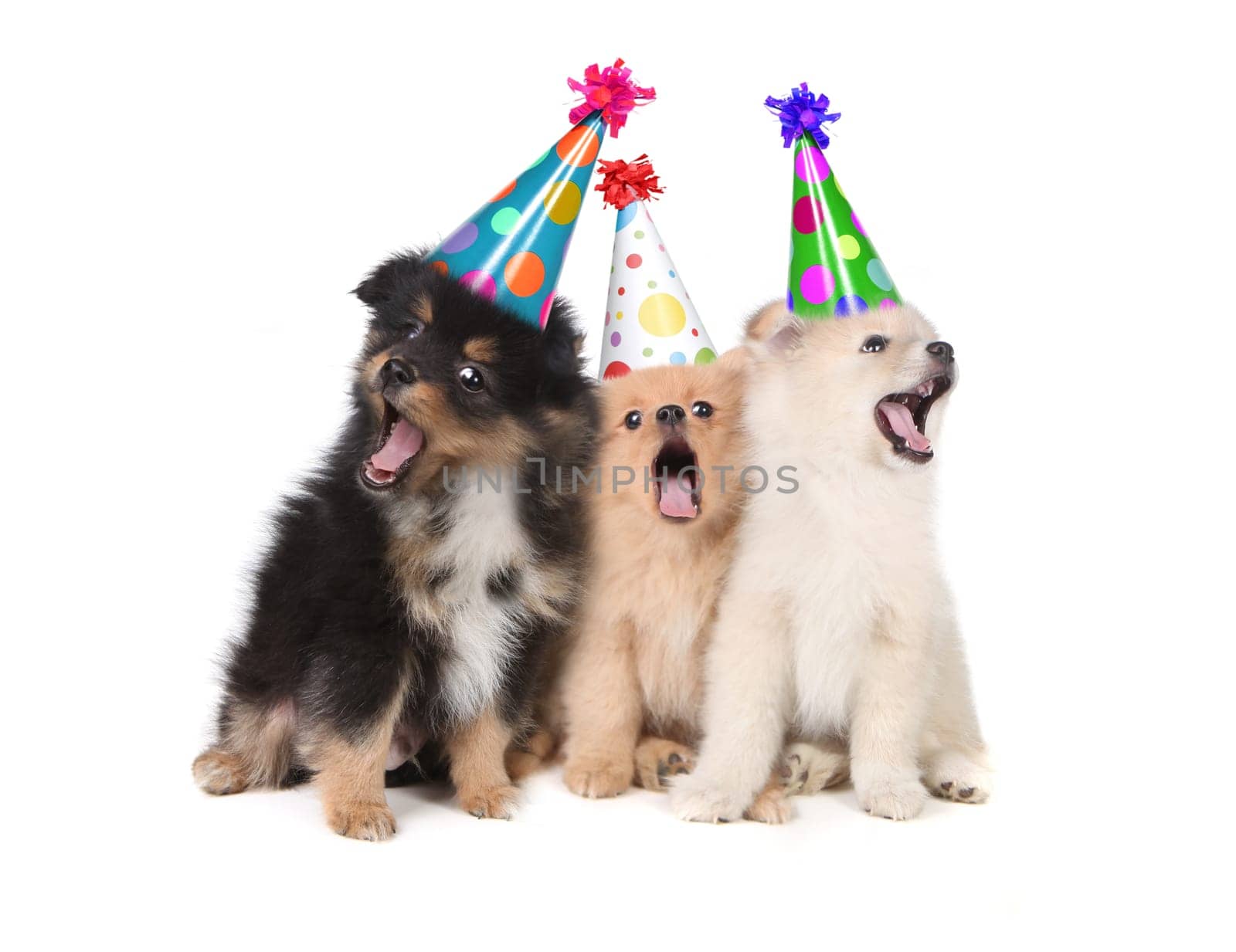 Humorous Puppies Singing the Happy Birthday Song Wearing Silly Hats