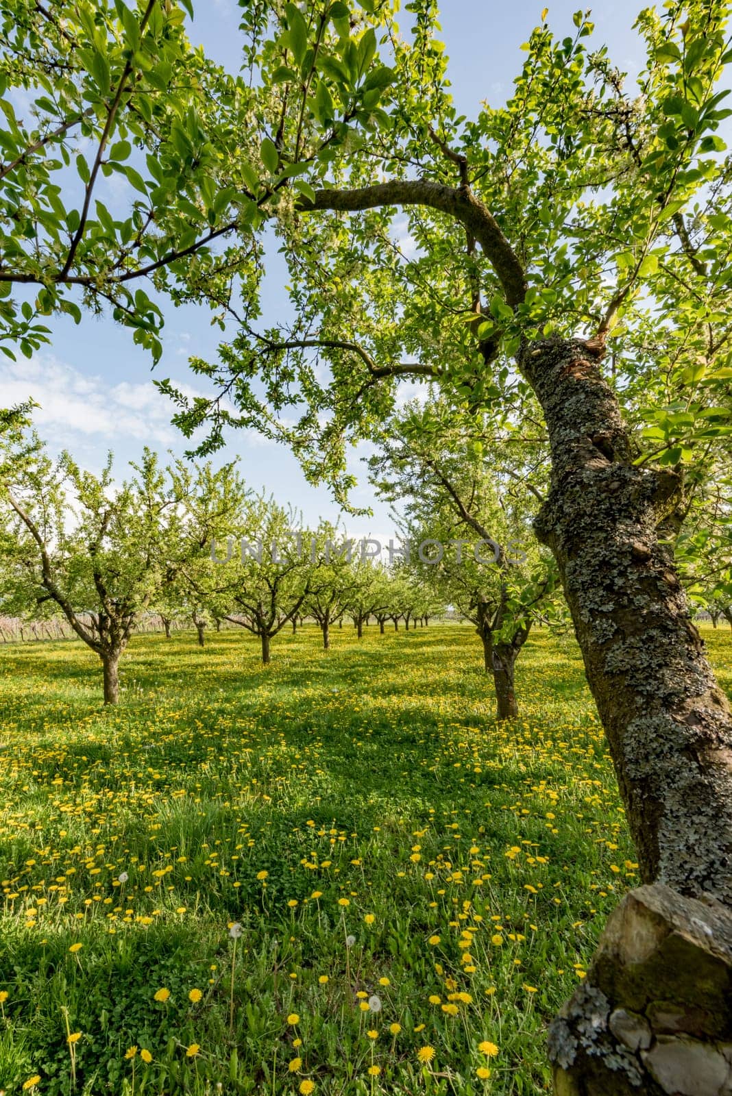 Orchard in the setting sun with flowering dandelions