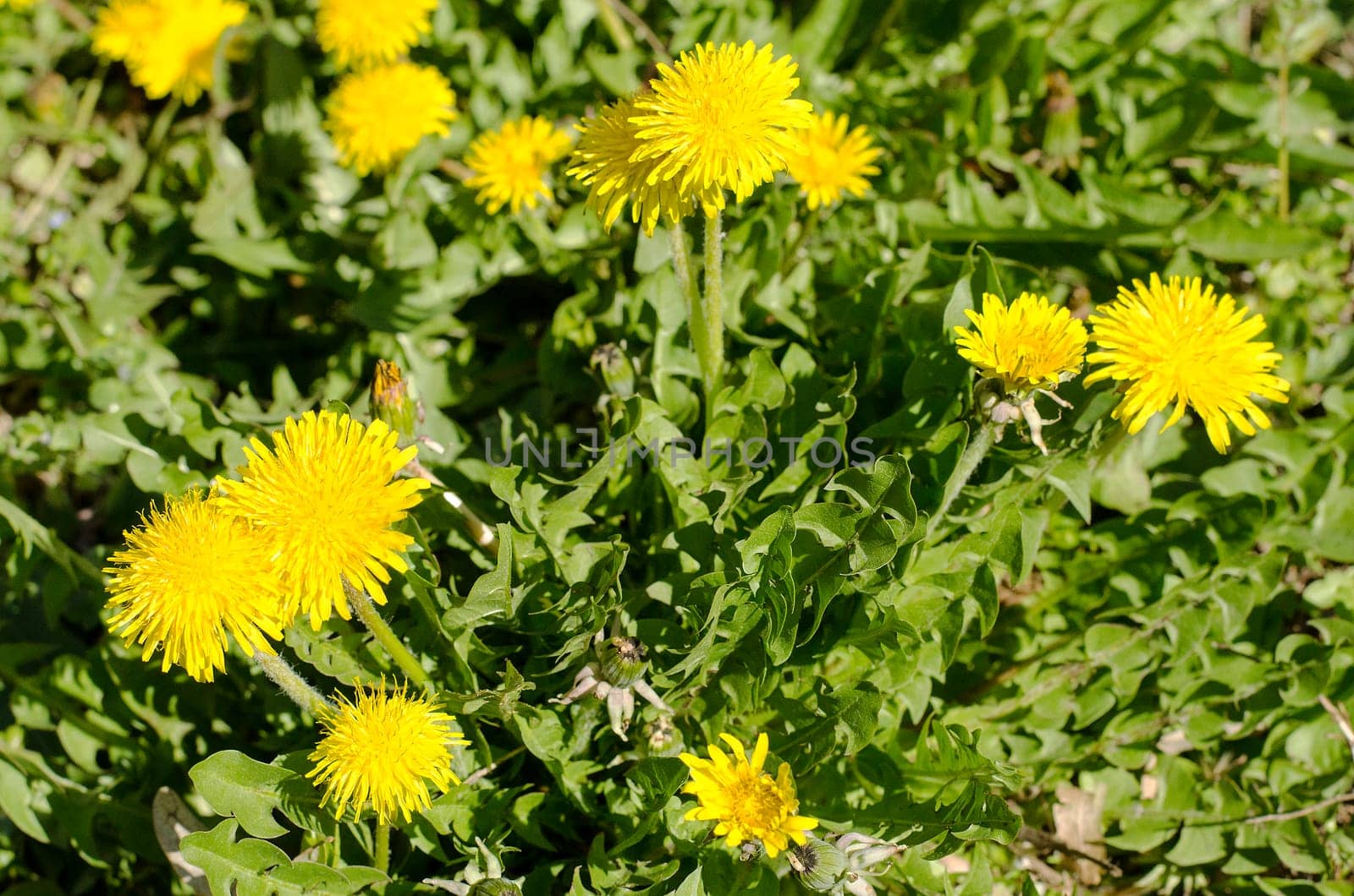 Spring field with dandelions