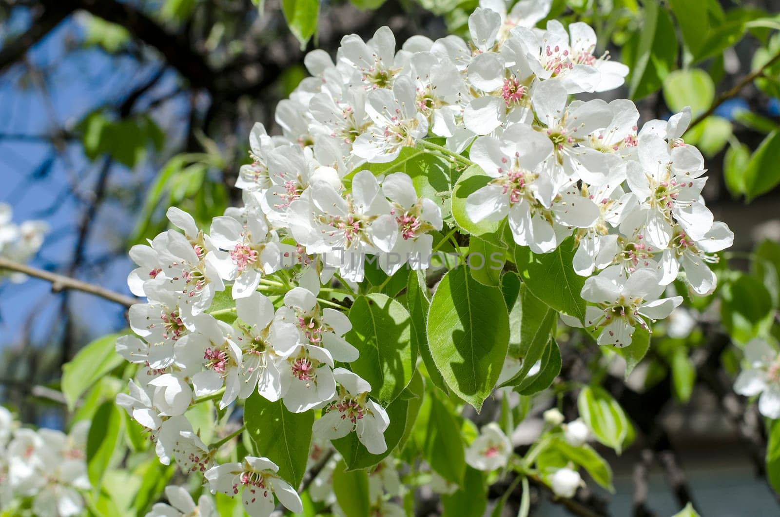 Spring blossoming pear tree