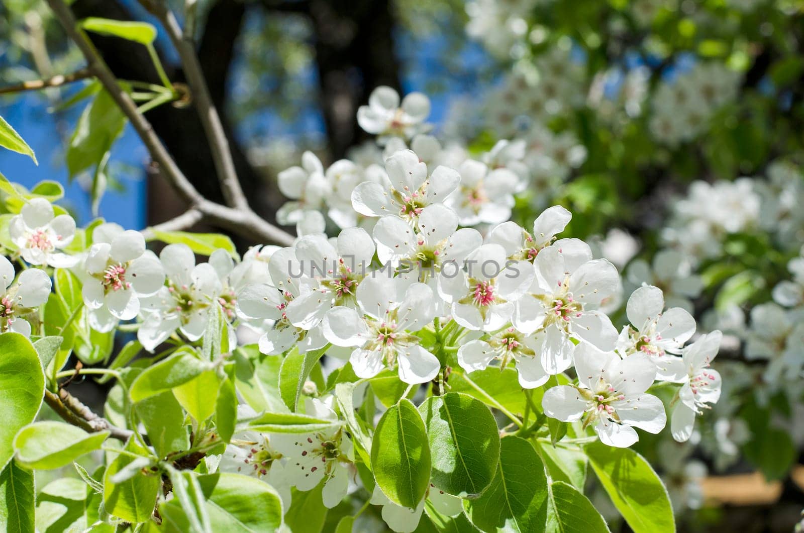 Spring blossoming pear tree