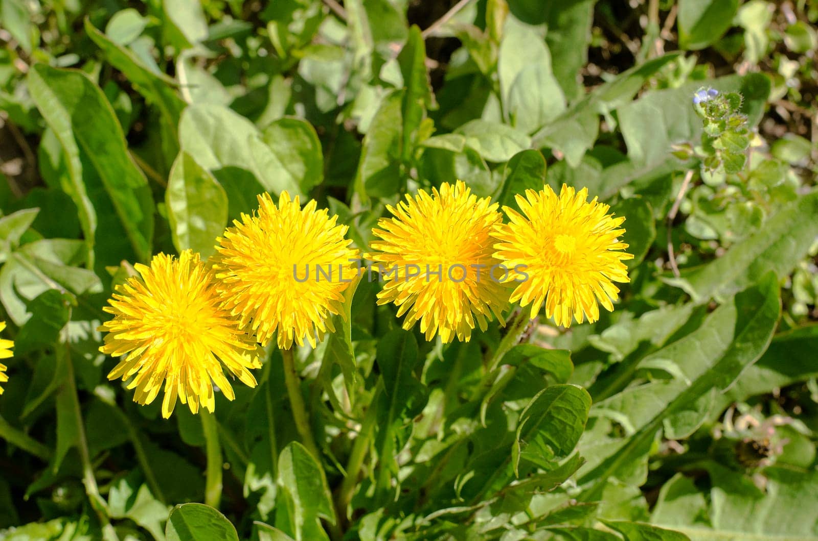Spring field with dandelions