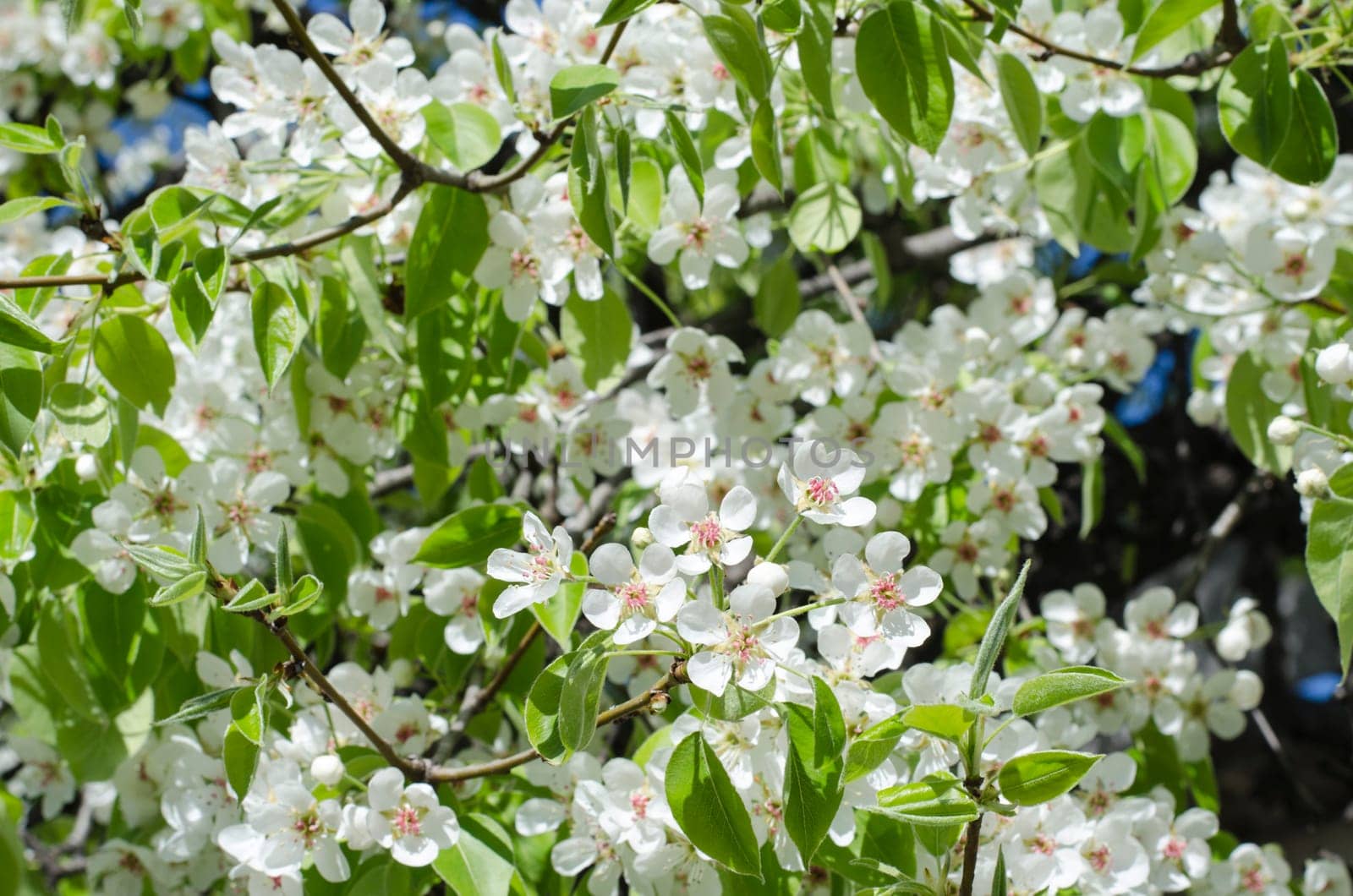 Spring blossoming pear tree