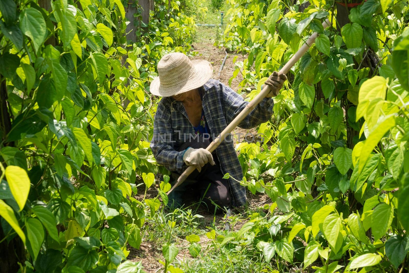 Asian senior citizen works in agriculture