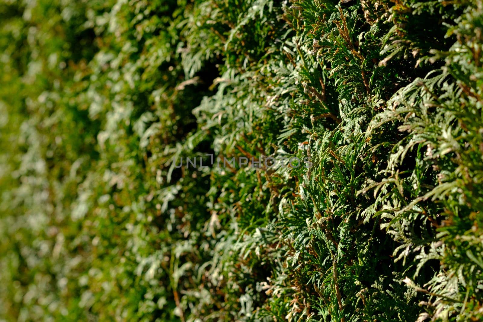 Tree of Life (Thuja) as a hedge