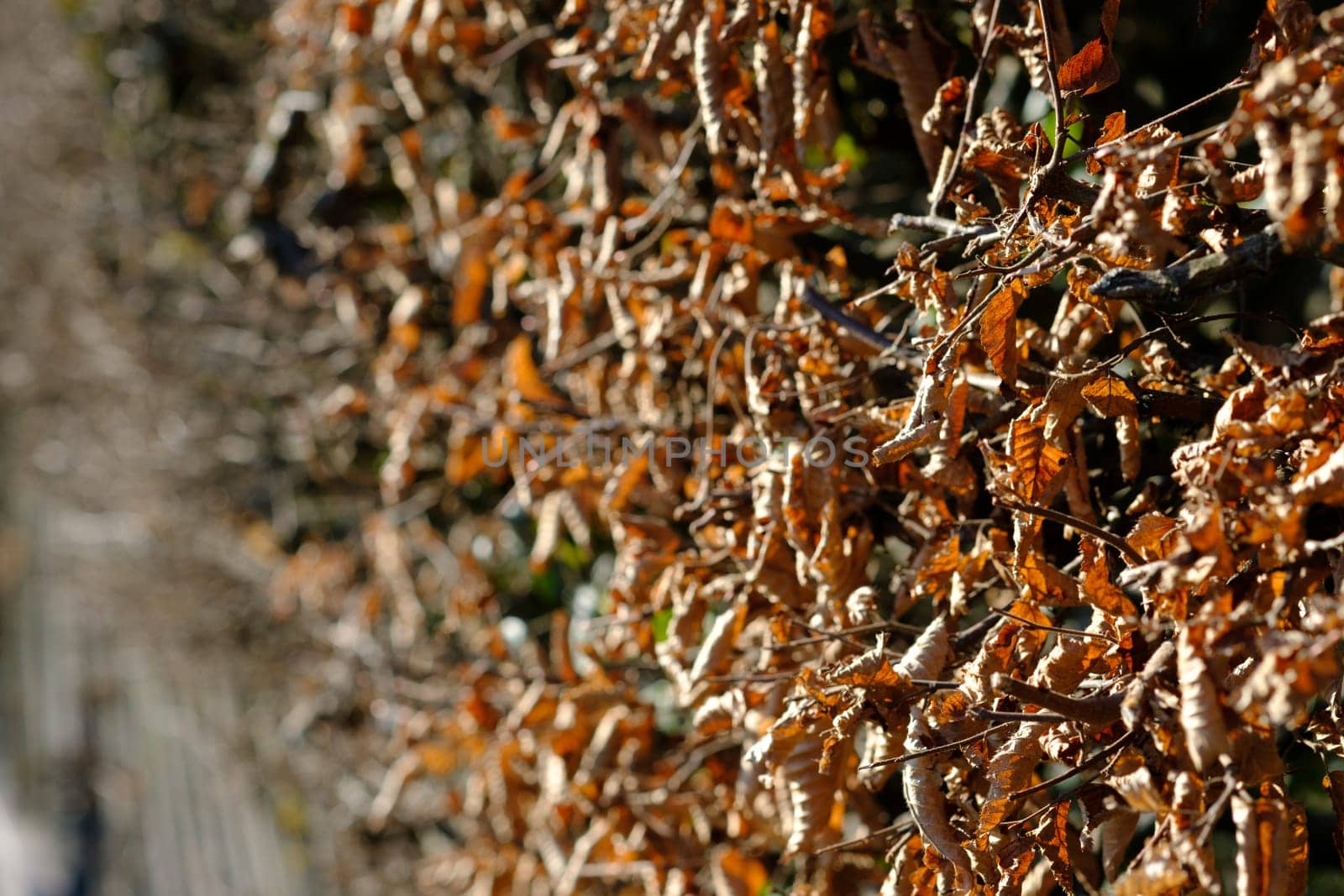 Hedge with hornbeams (Carpinus betulus) with leaves in winter