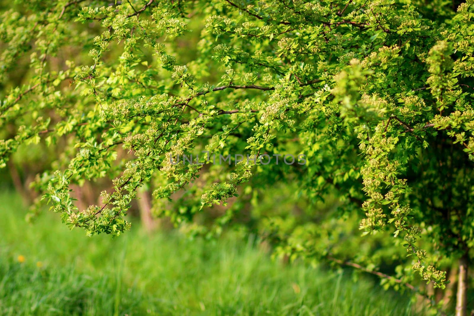 green leaves on a tree, springtime