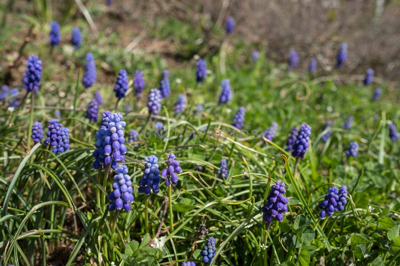 Blue flowers of the grape hyacinth (Muscari) in spring
