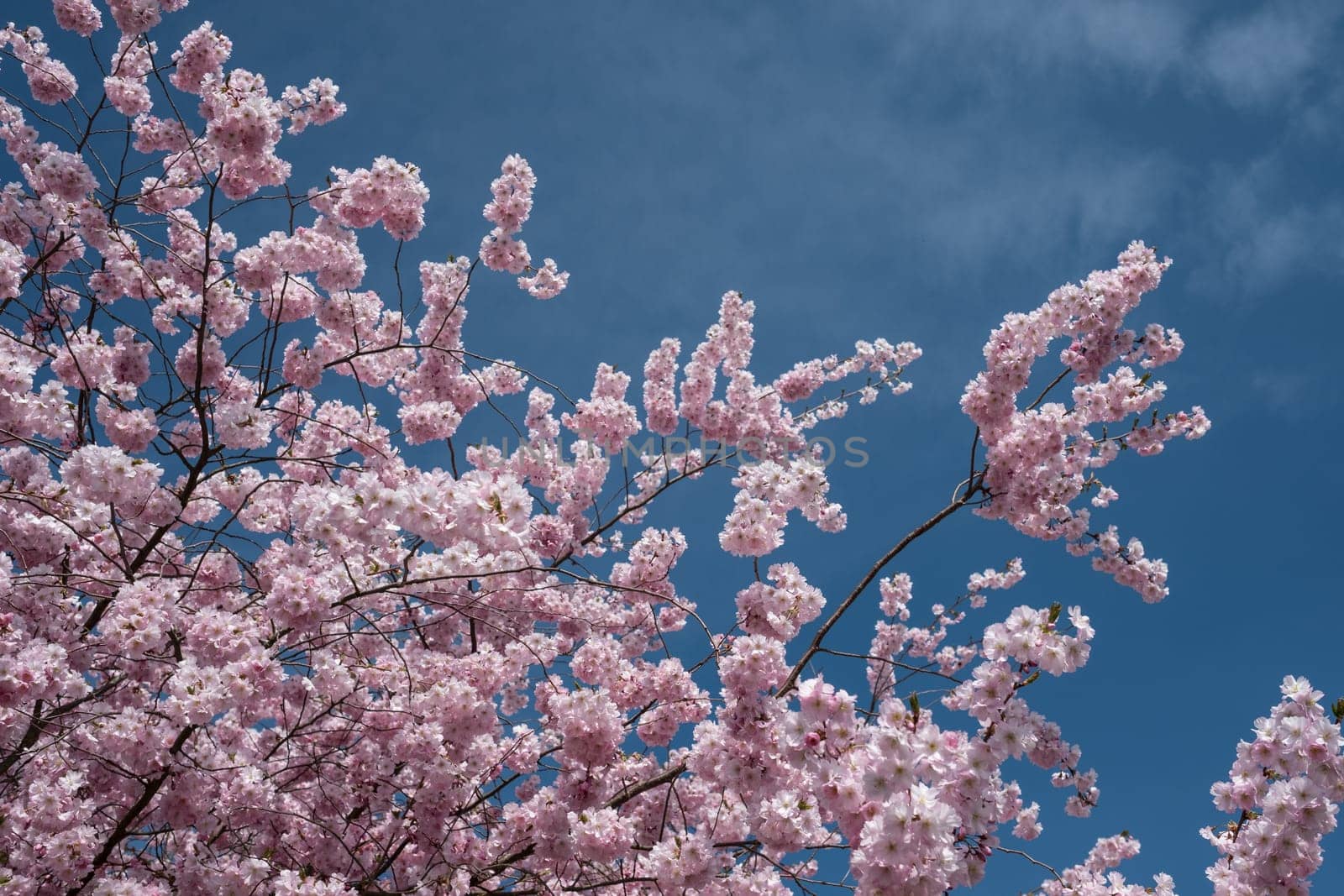 Pink flowers Japanese flower cherry (Prunus serrulata) in spring