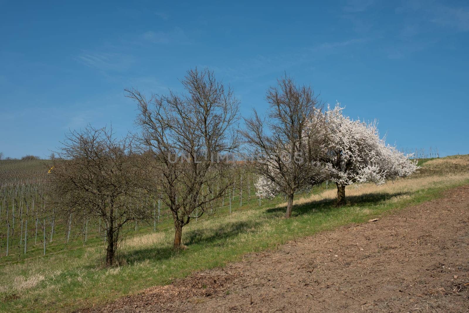 Apple tree with white flowers on a orchard in spring