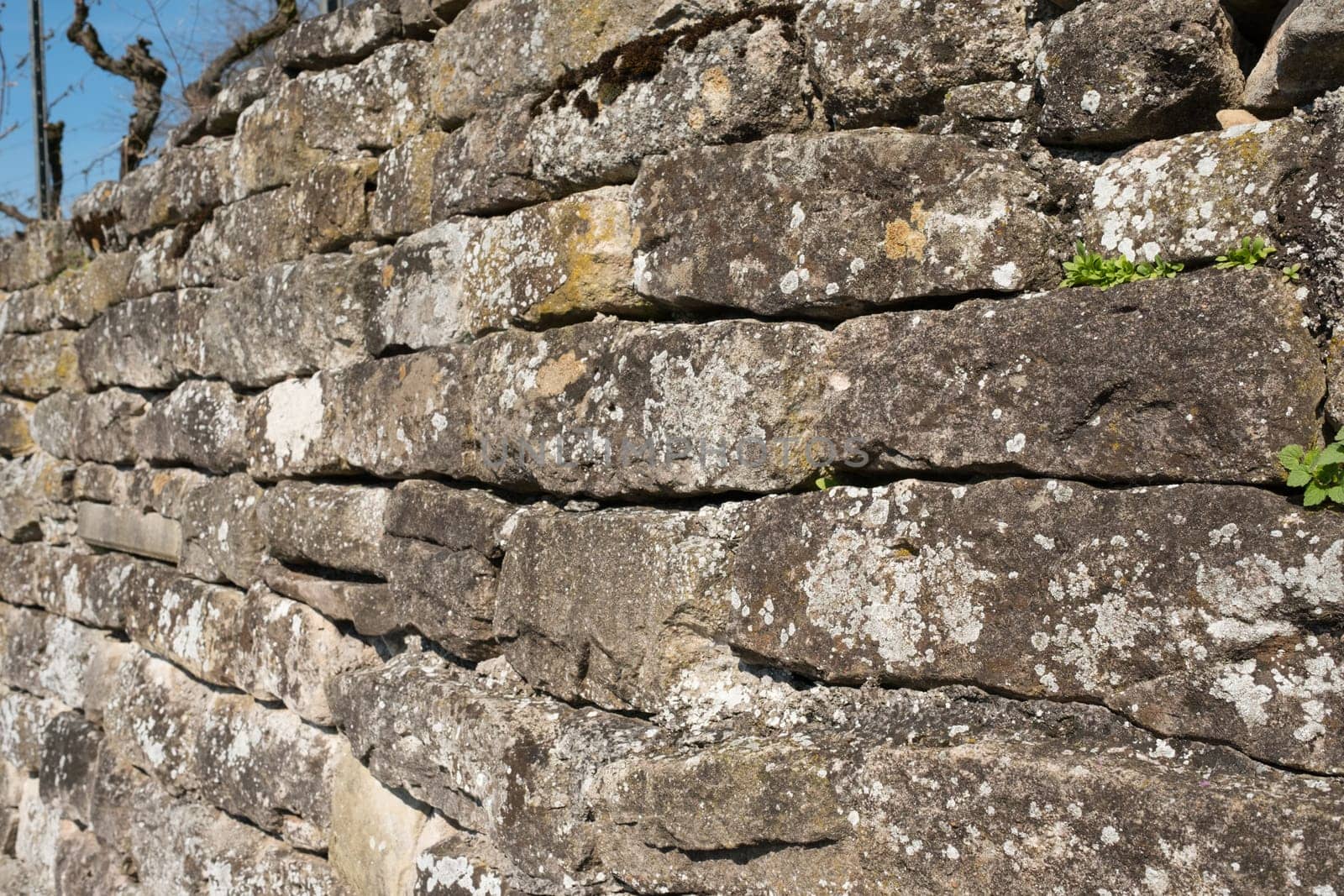 Old stone wall with lichens and plants