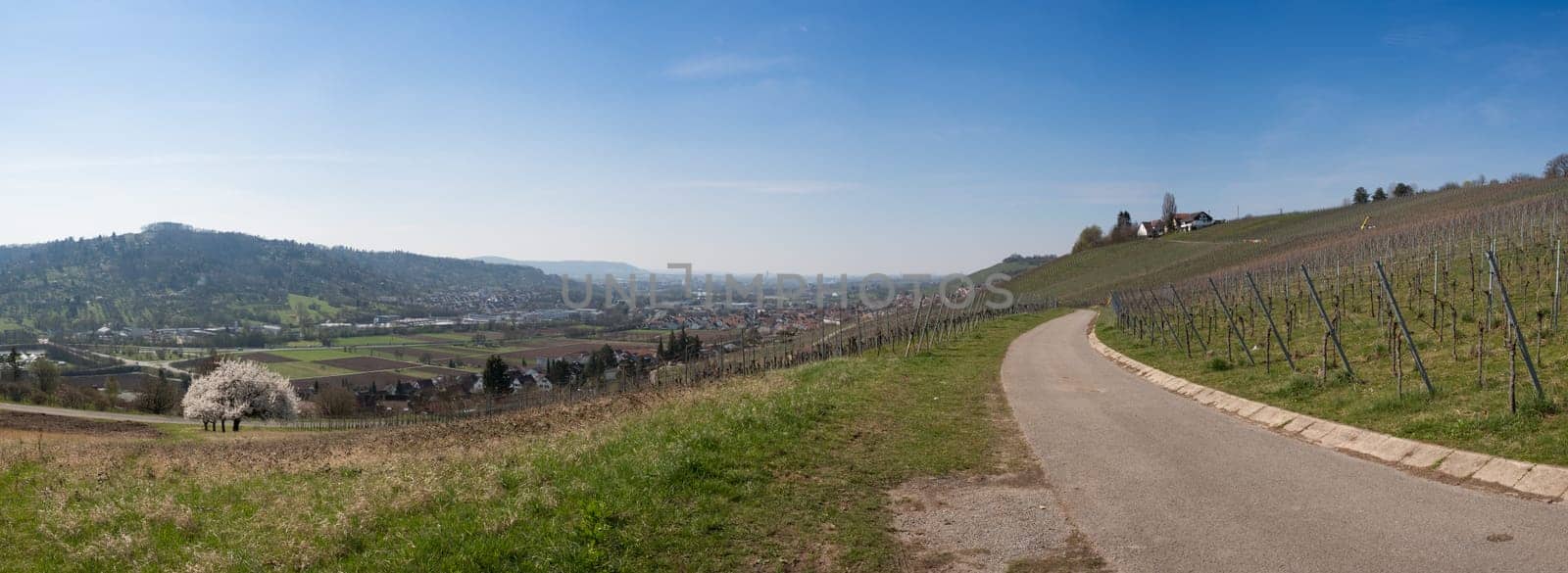 Vineyard as a panorama in spring with vines,forest and fruit trees