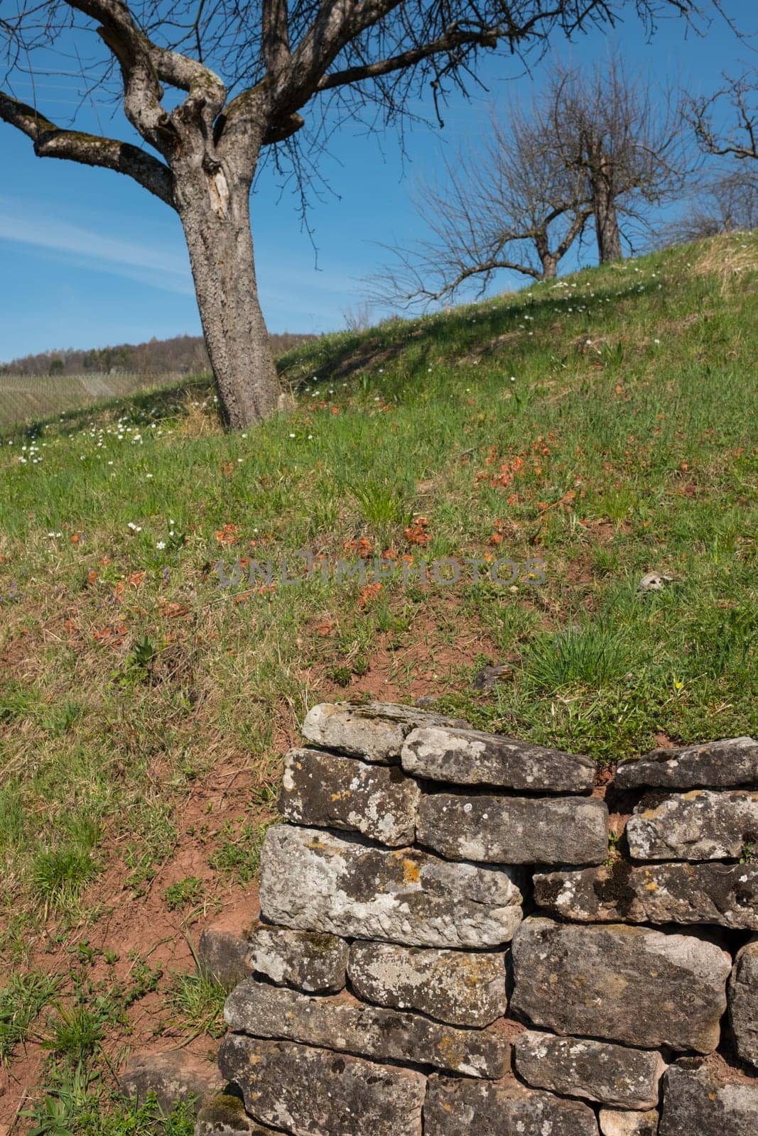 Old retaining wall made of stone and fruit tree on a meadow with orchards