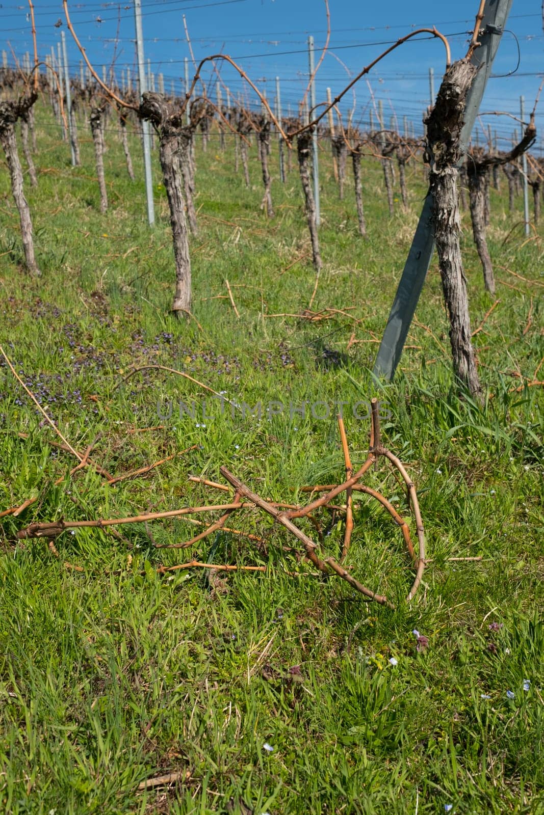 Waste during pruning in the vineyard in spring