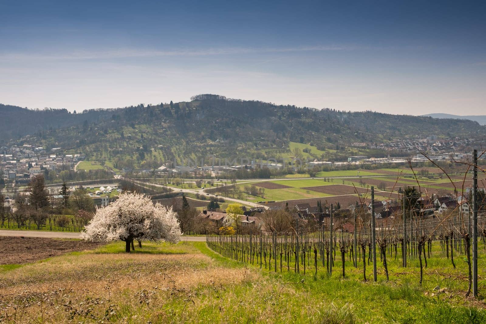 Fruit trees on a meadow by the vineyard of a cultural landscape