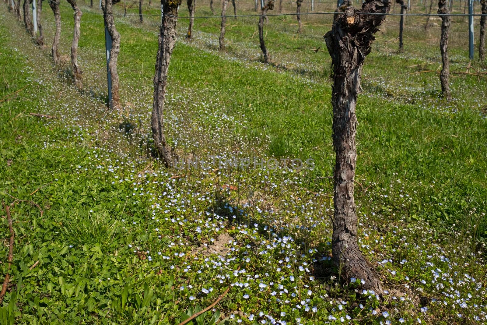 Vines in the vineyard with forget-not in spring