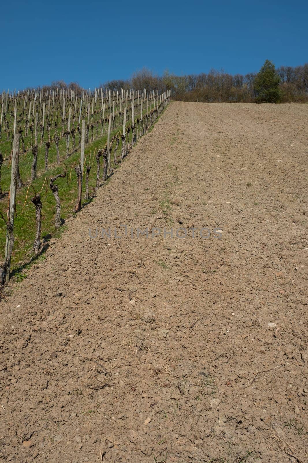 Vineyard with cleared plot with earth in portrait format
