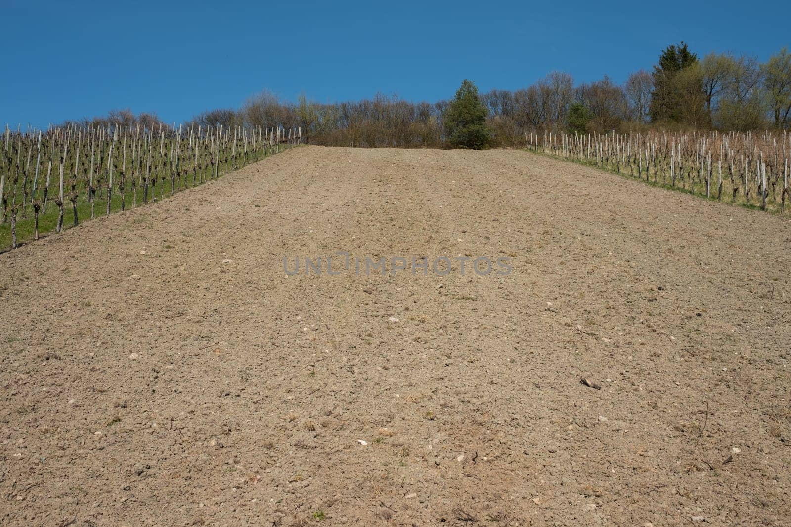 Cleared vineyard without vines in spring