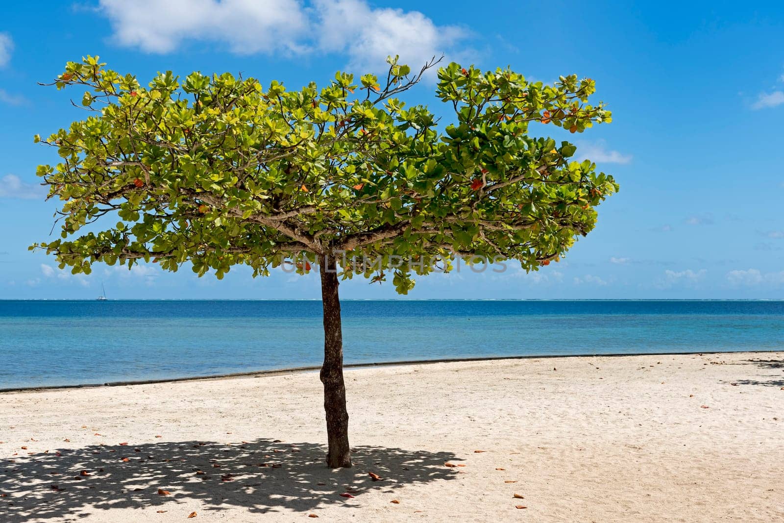 Catap tree (Terminalia catappa),also sea almond tree,Indian almond or badam,on the beach in front of Marae Taputapuatea,Raiatea,French Polynesia,South Seas,Oceania