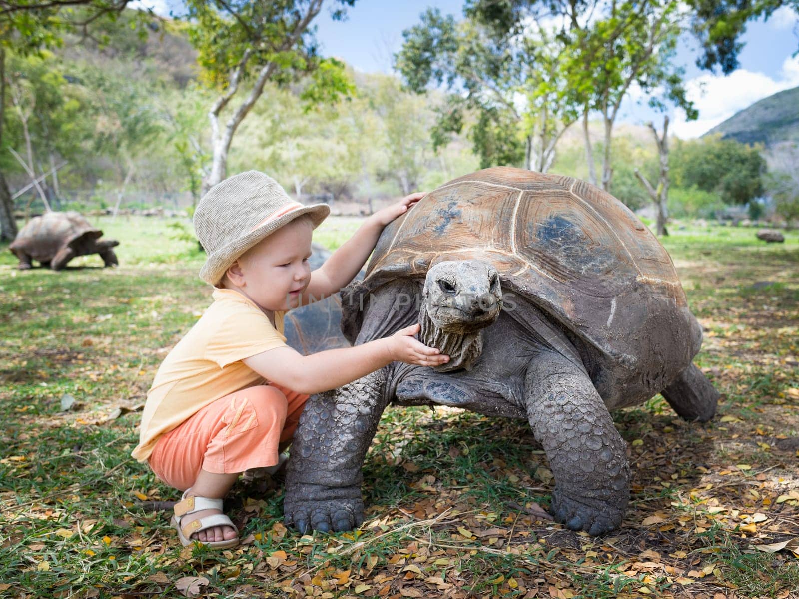 Child touching Aldabra giant tortoise. Mauritius