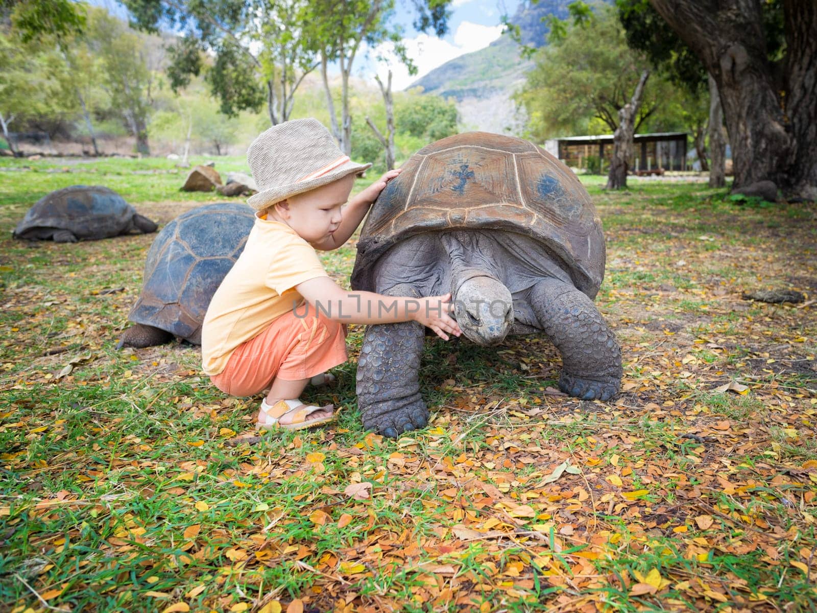 Child touching Aldabra giant tortoise. Mauritius