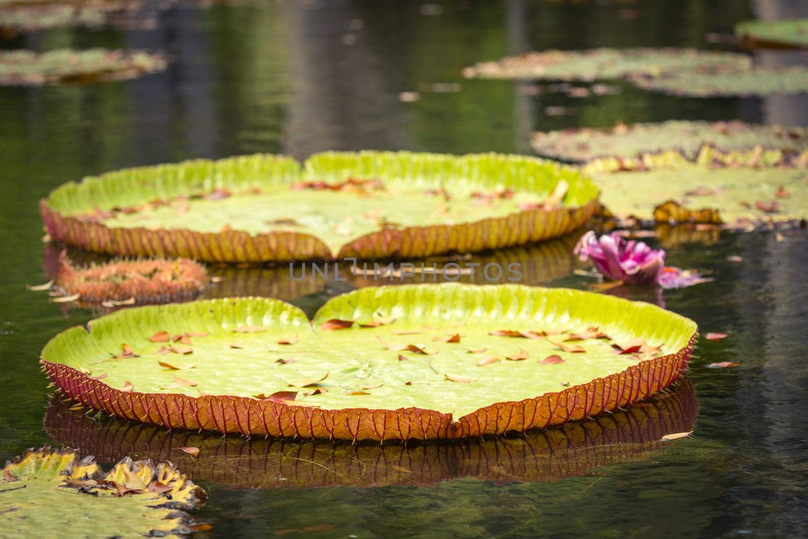 Giant Waterlilies in Mauritius Botanical gardens
