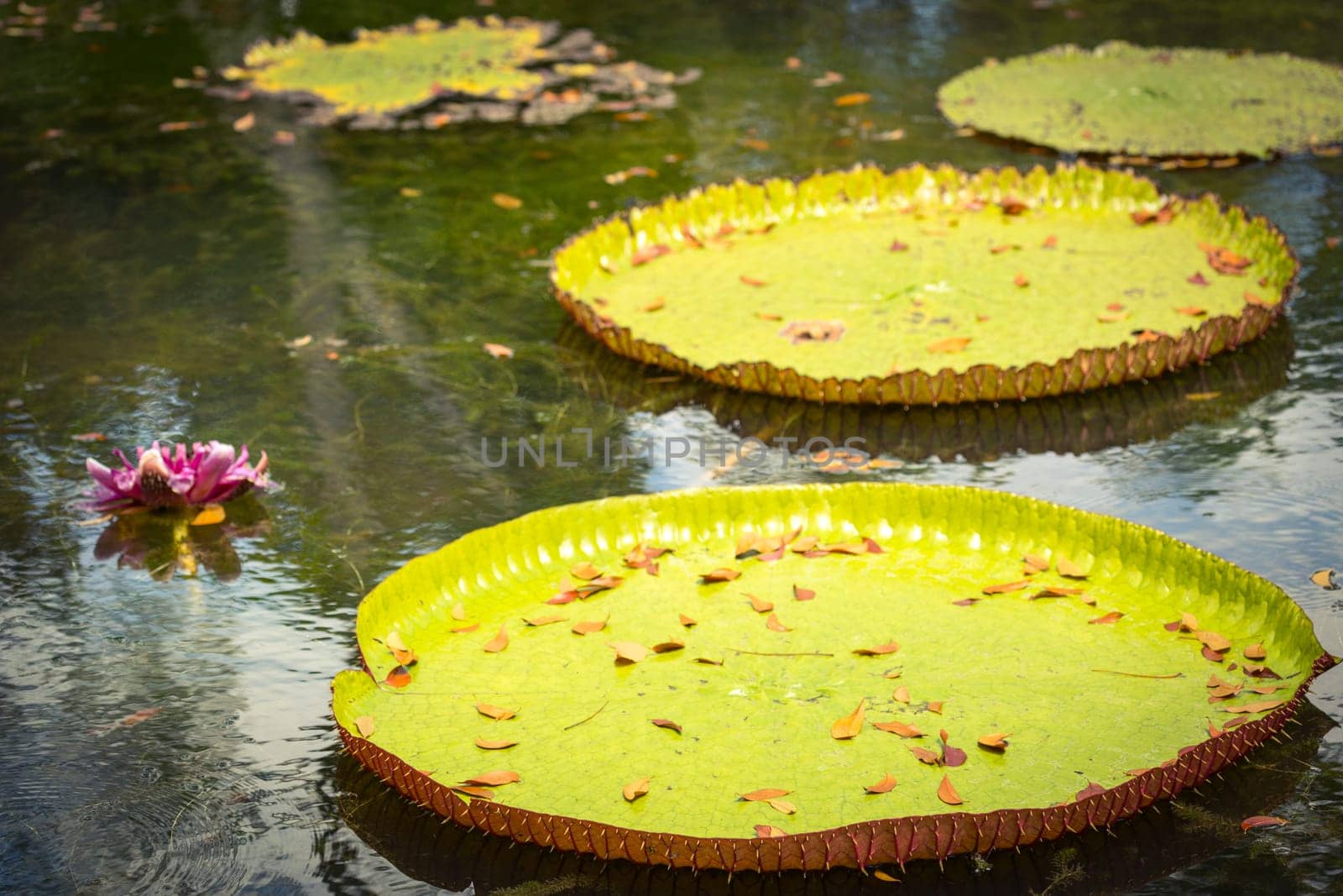 Giant Waterlilies in Mauritius Botanical gardens