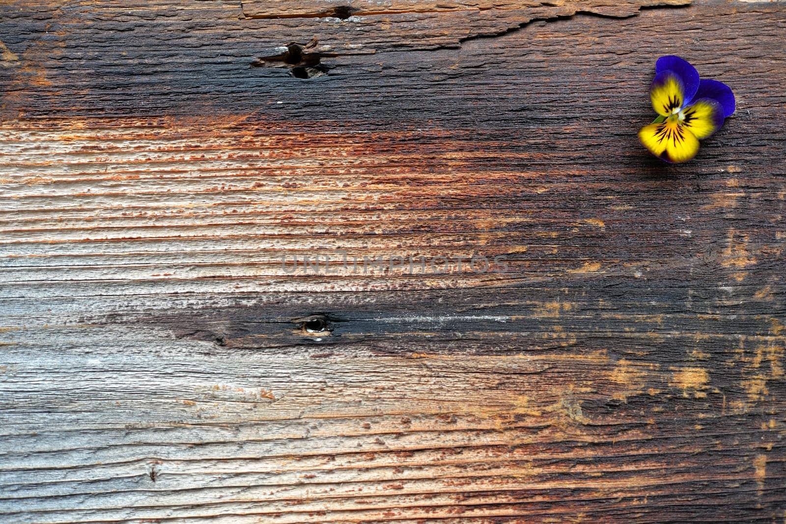 Spring flowers on a wooden background