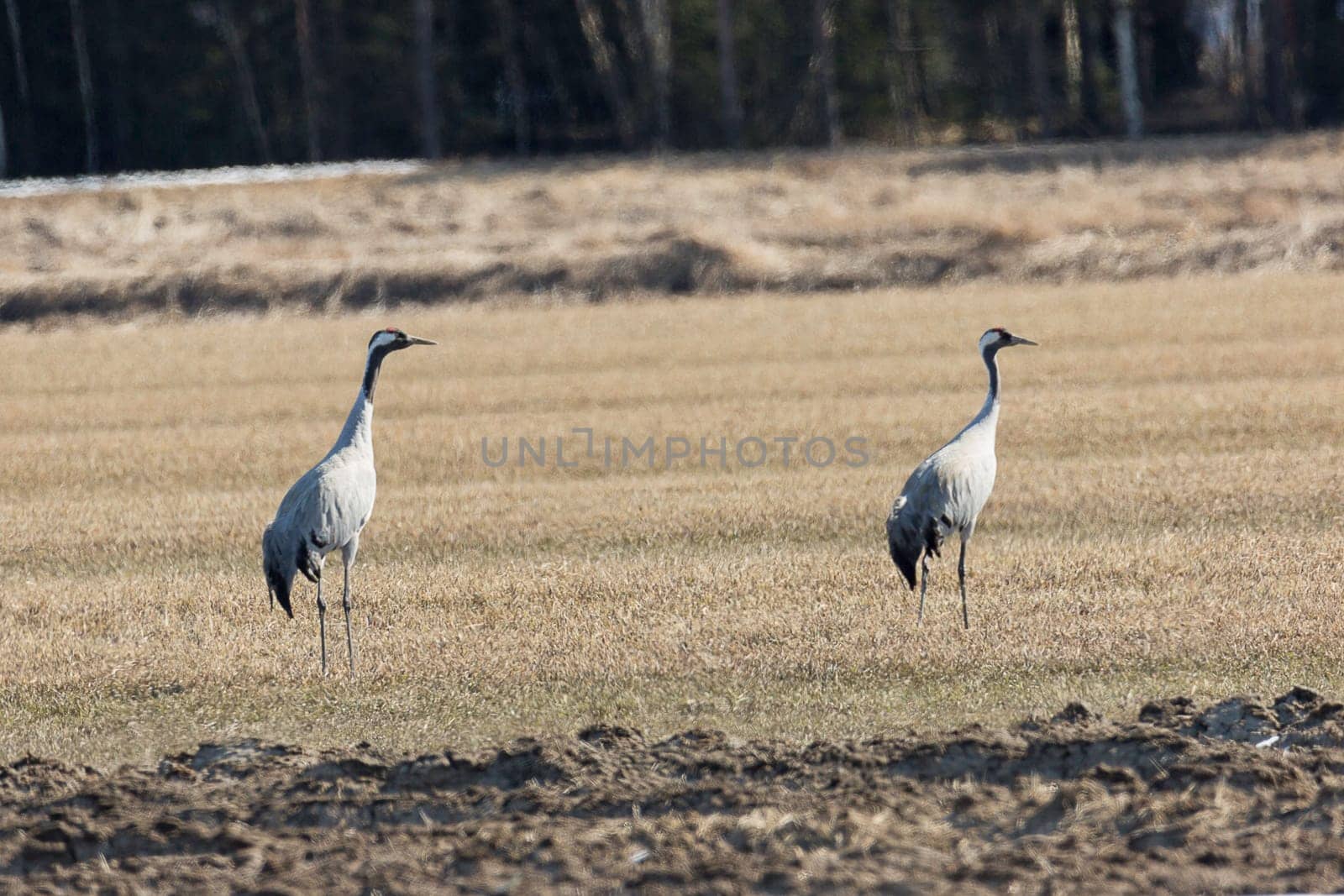 Common Cranes in Cultivated Field.