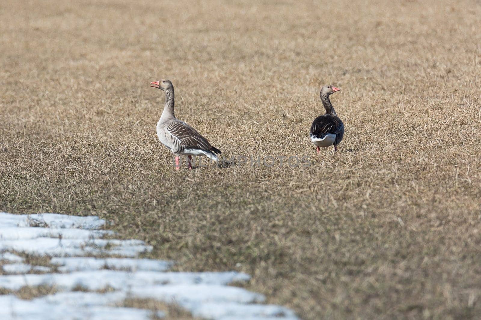 Greylag Goose in Cultivated Field.