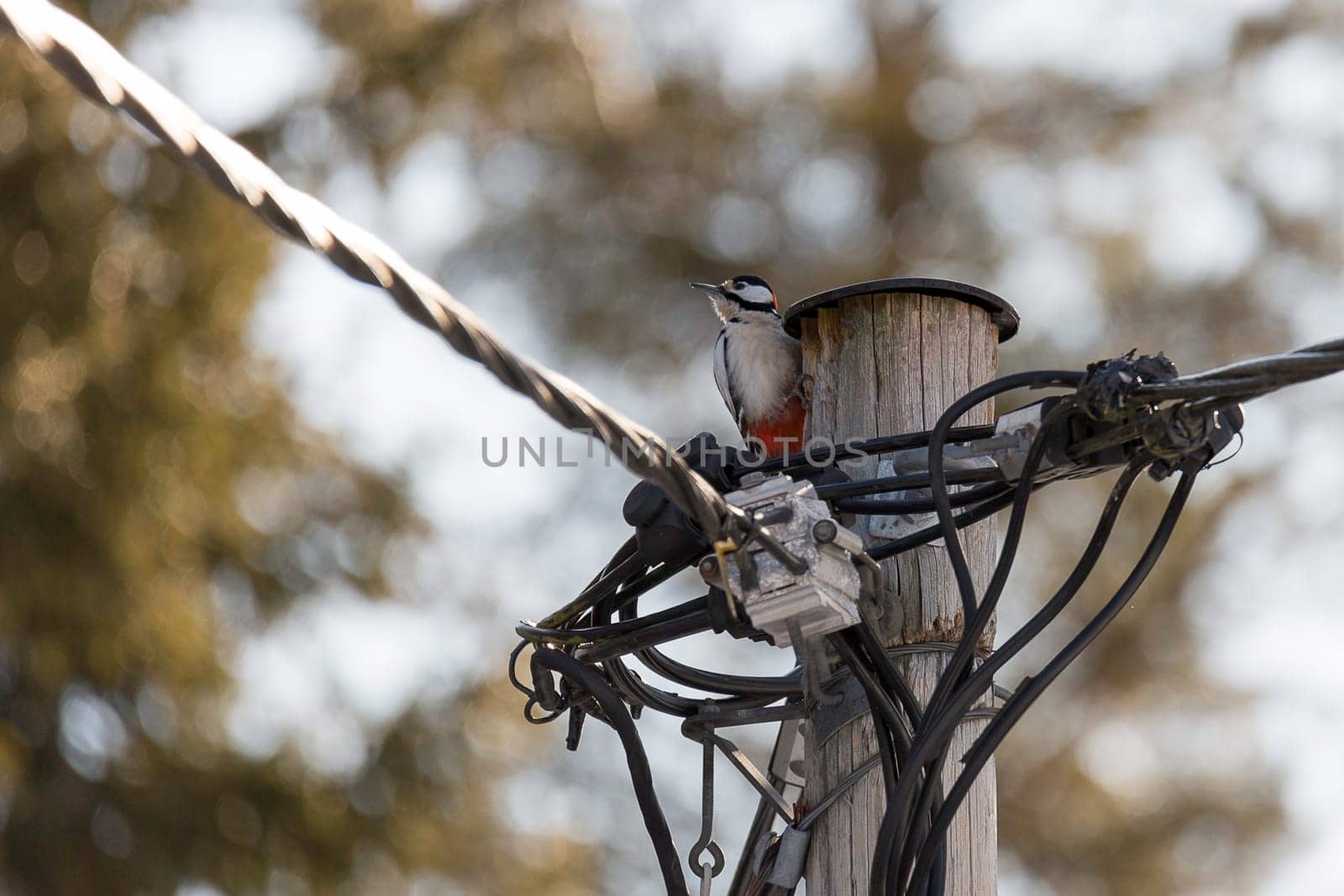 Great Spotted Woodpecker with Electricity Wires.