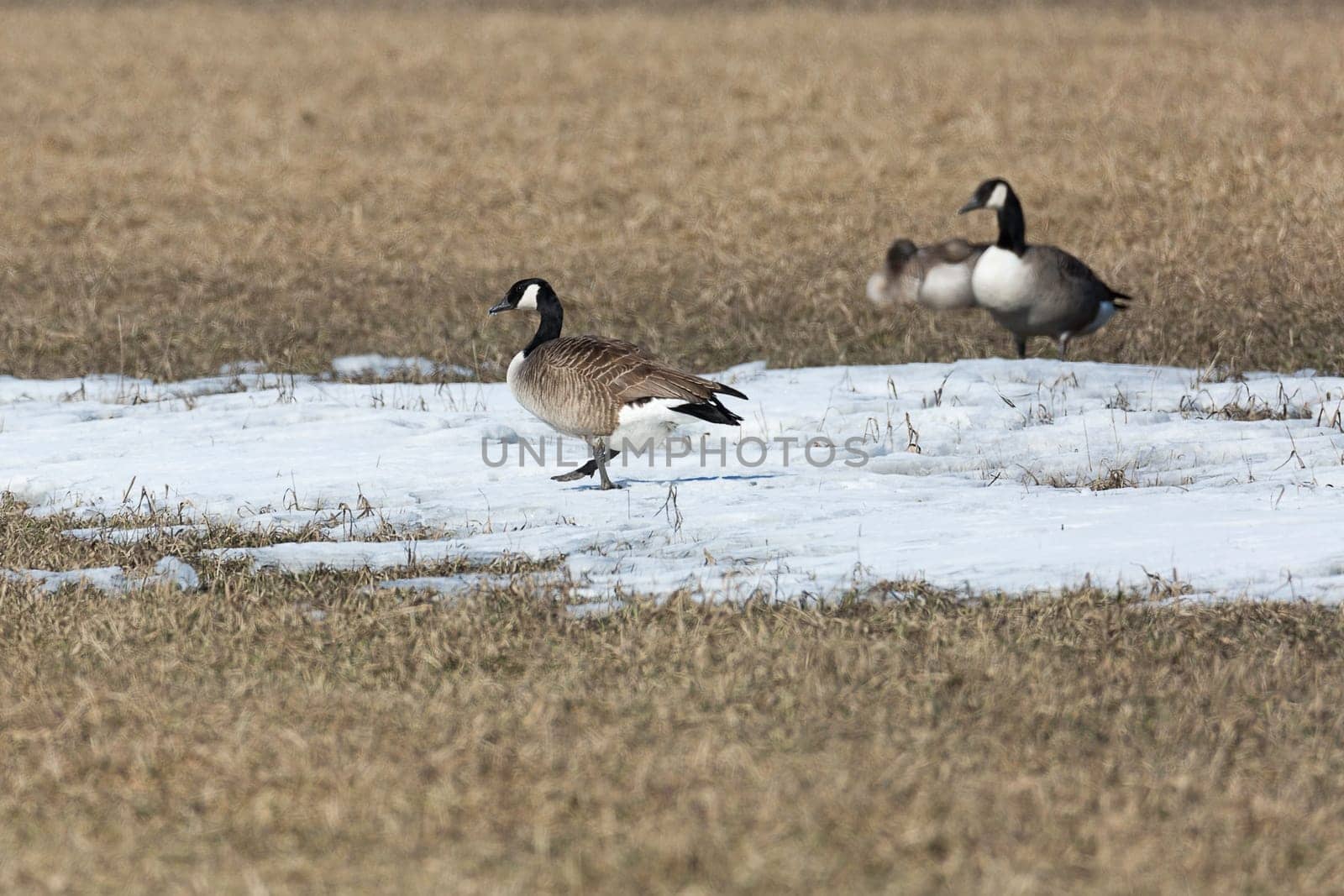 Canada Geese in Field with Snow.