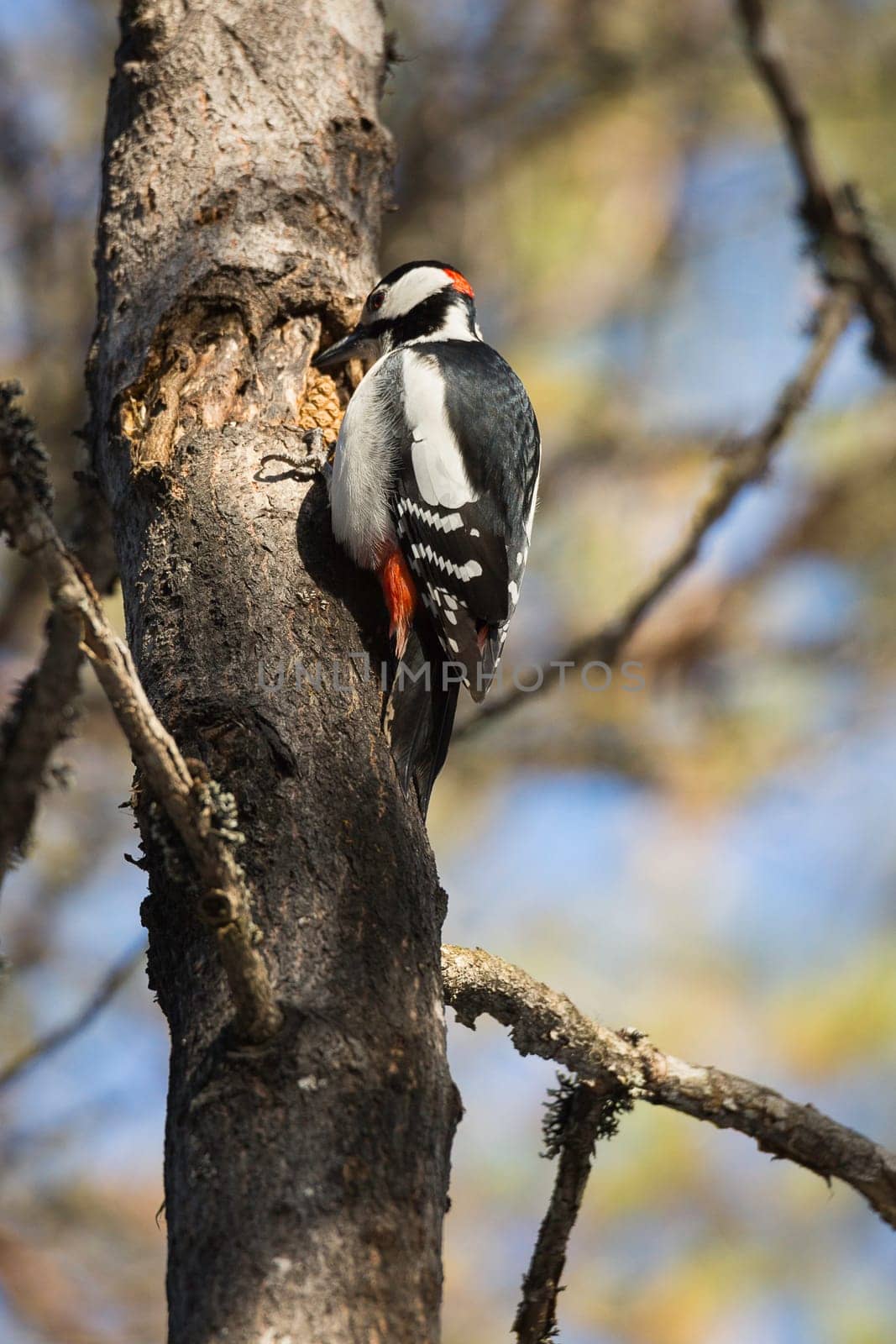 Great Spotted Woodpecker in Tree.