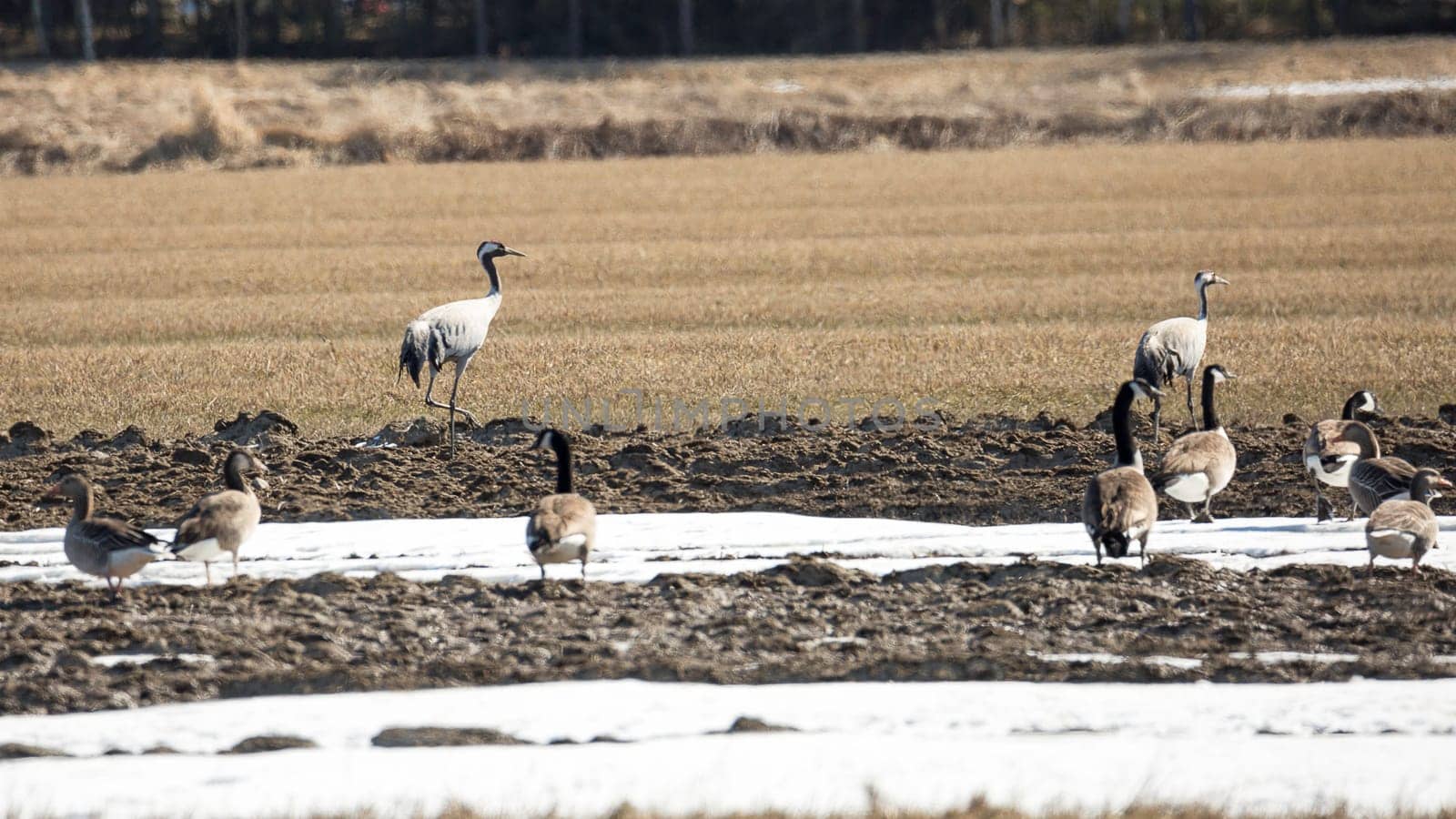Common Cranes and Canada Geese in Field.