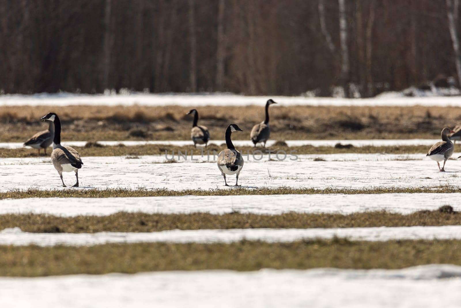 Canada Geese in Field with Snow.