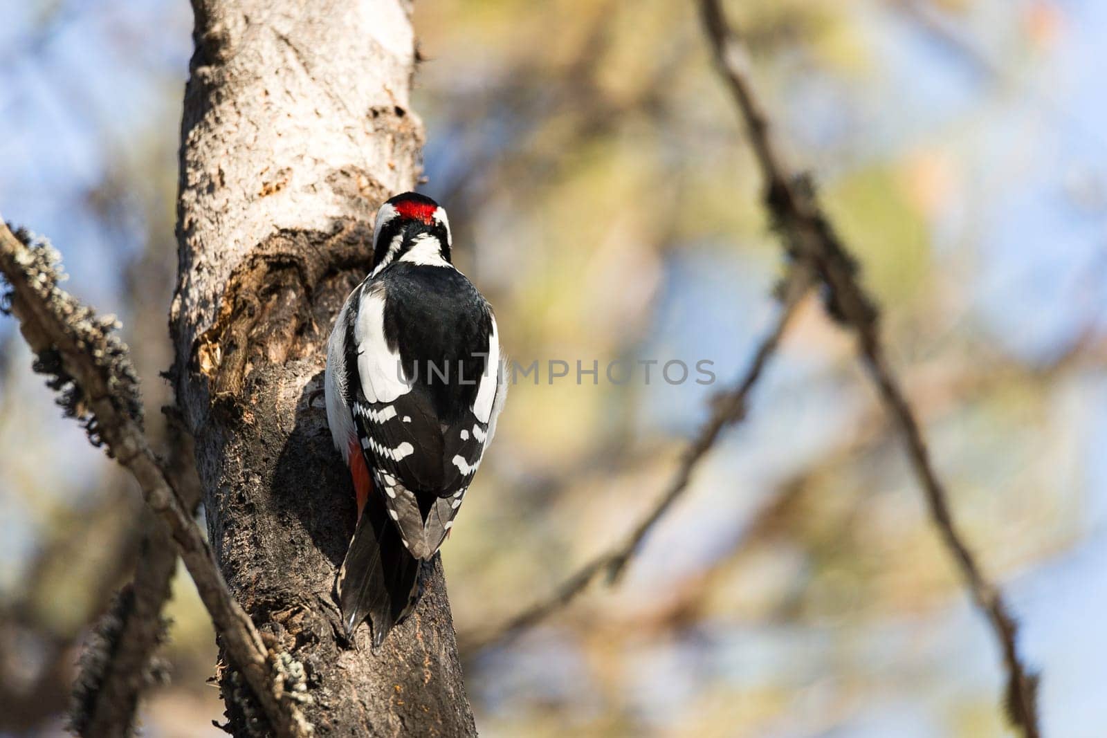 Great Spotted Woodpecker in Tree.