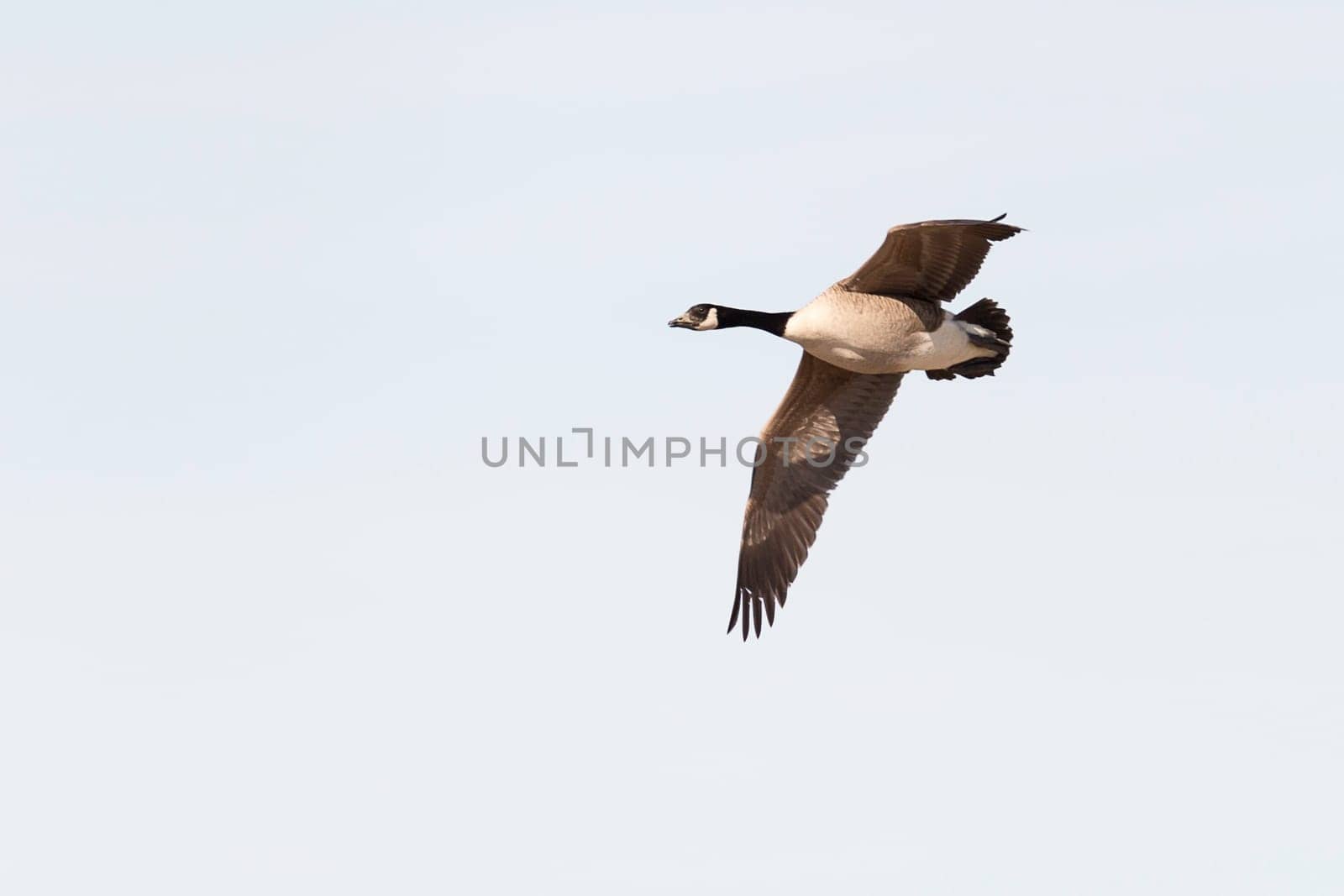 Canada Goose Flying with wings spread.