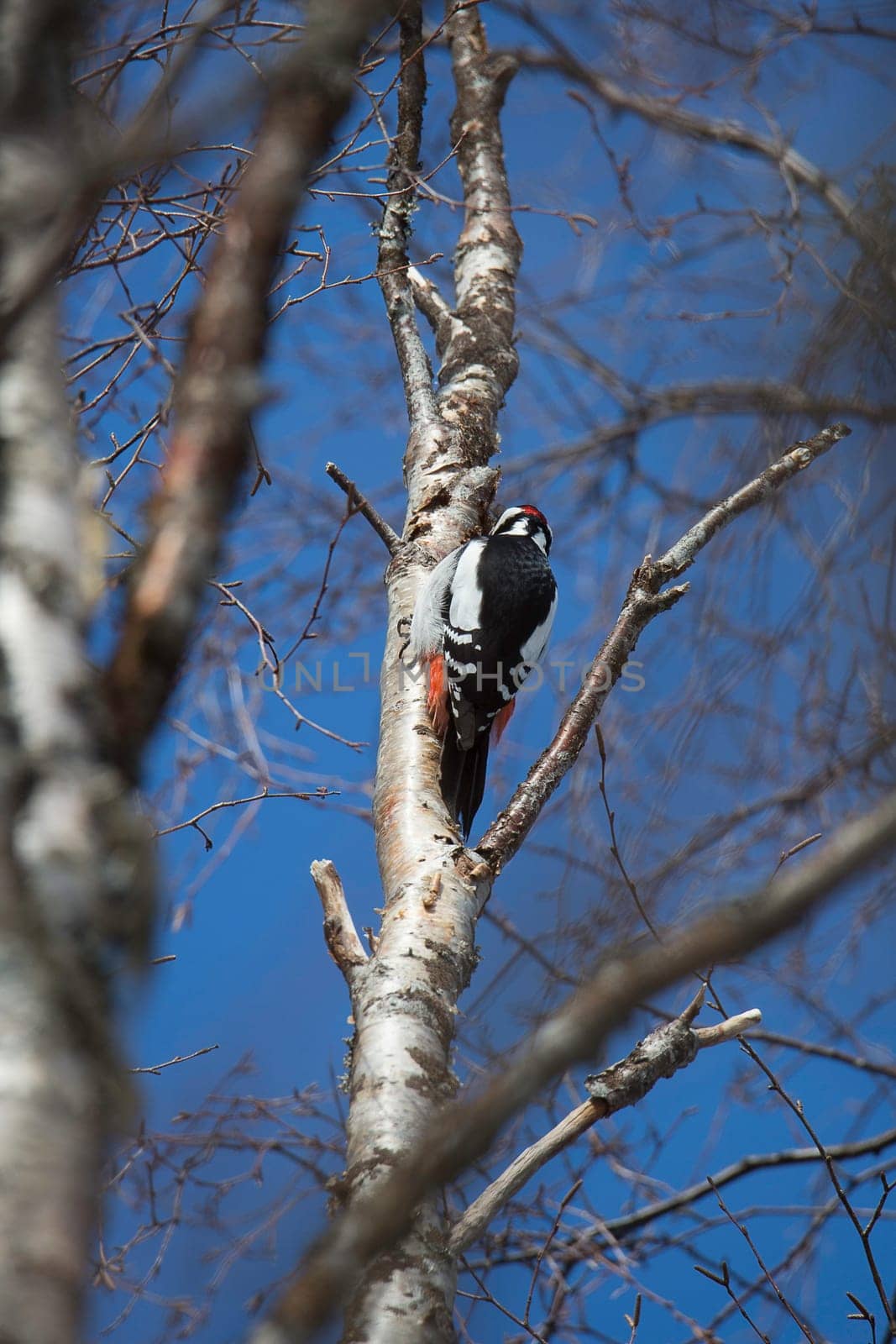 Great Spotted Woodpecker in Tree.