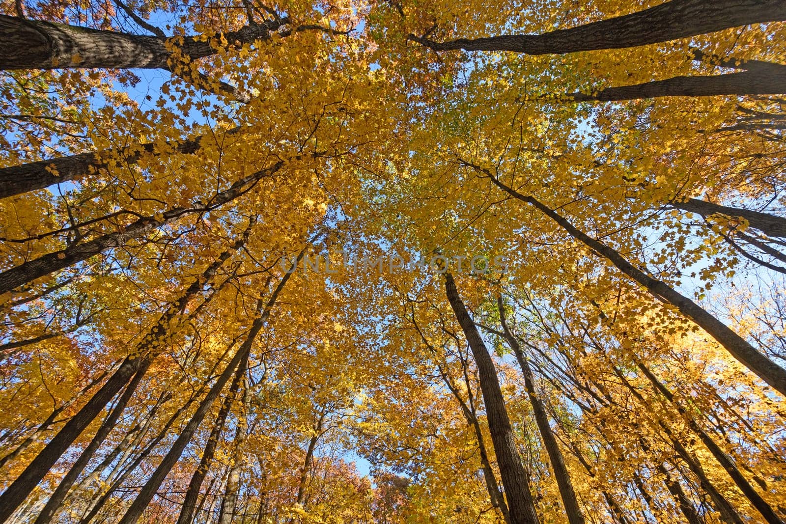 Looking up into the Fall Forest in Devils Lake State Park