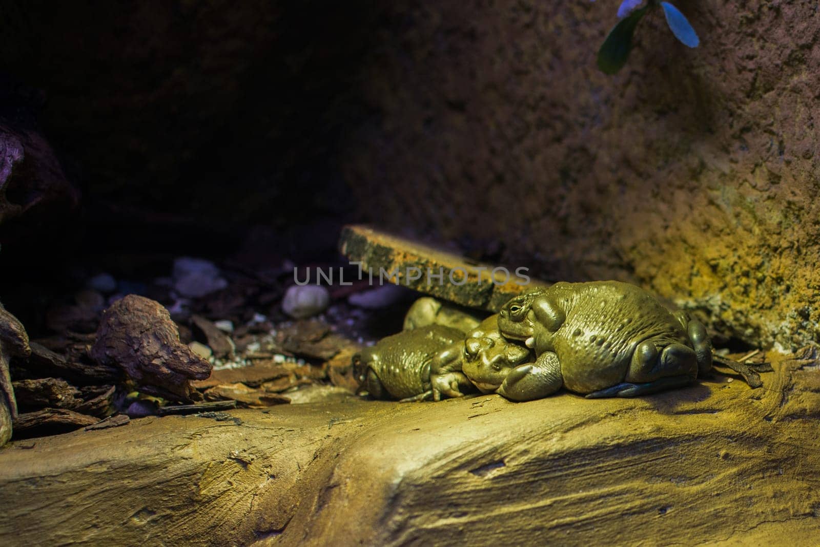 close up on colorado river toat frog