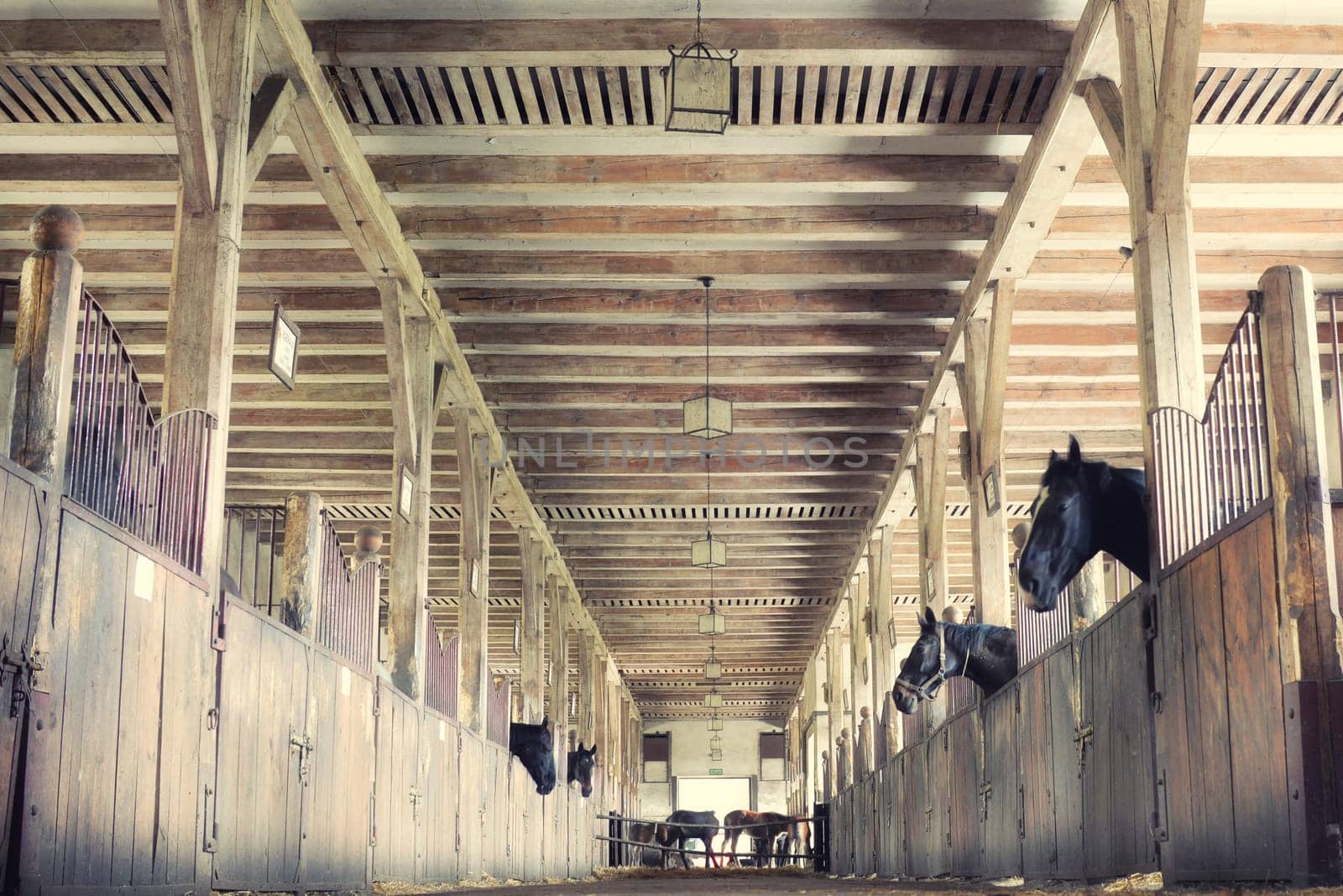horses in their stalls,high noise,vintage effect