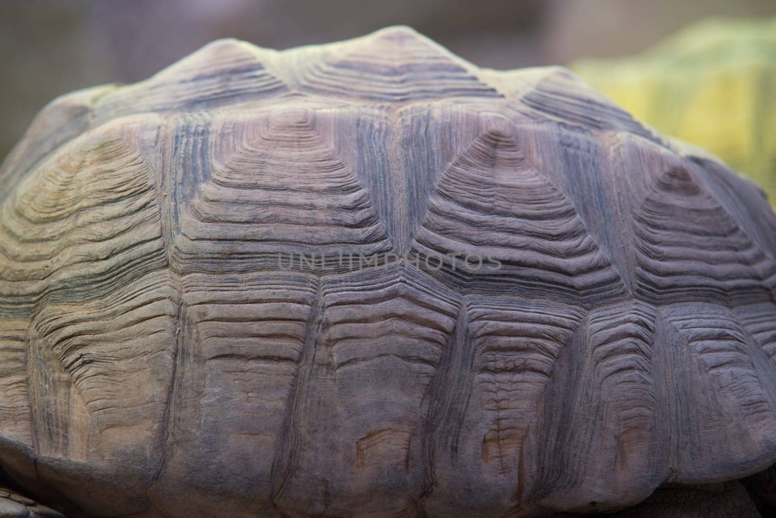 close up on giant tortoise shell (megalochelys gigantea).