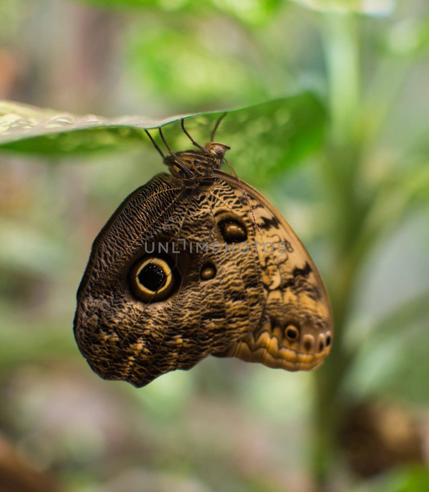 close up on owl butterfly (cali memnon)