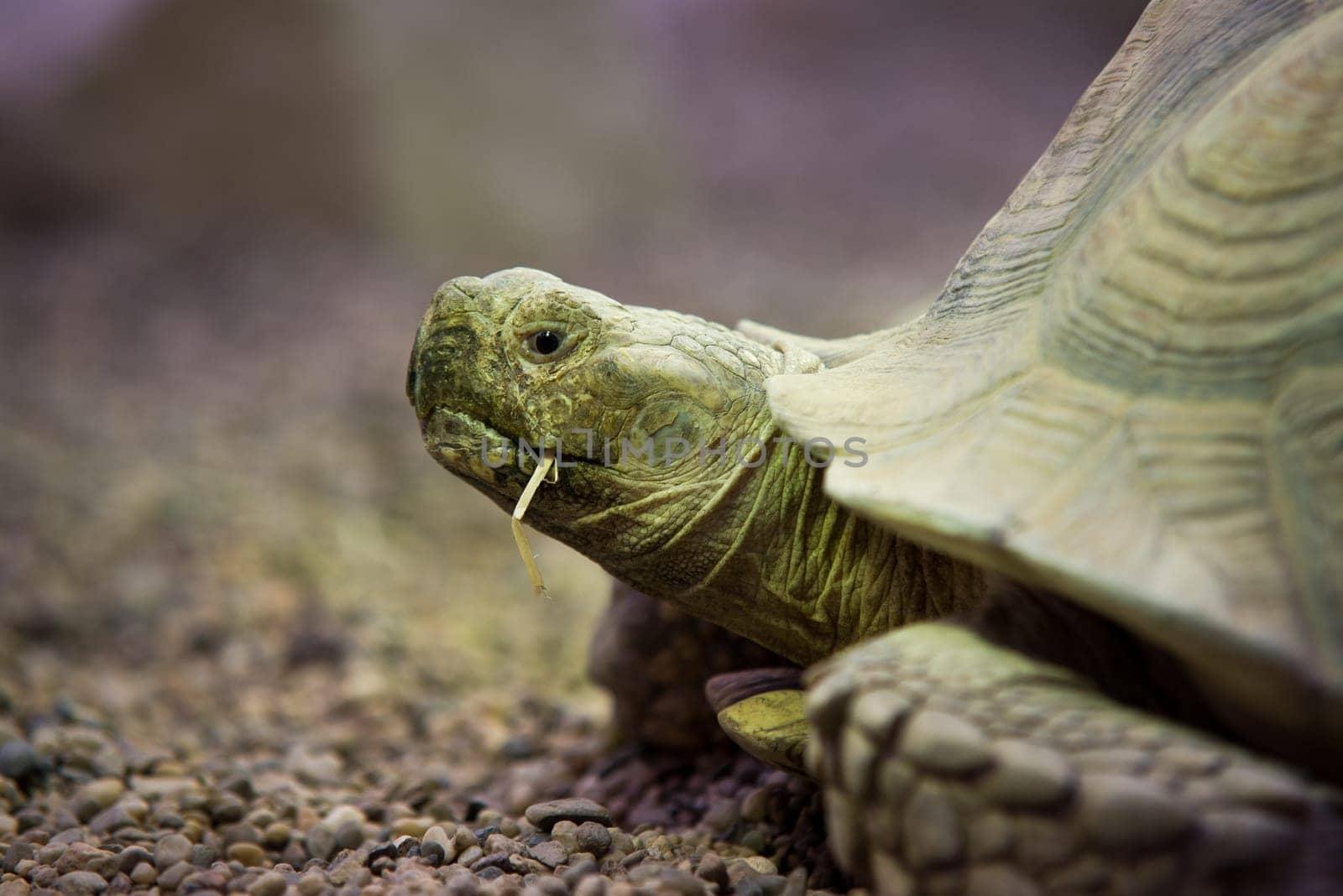 close up on giant tortoise (megalochelys gigantea).
