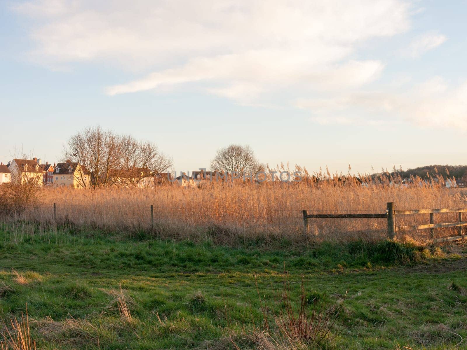 Some reeds in a field during sunset